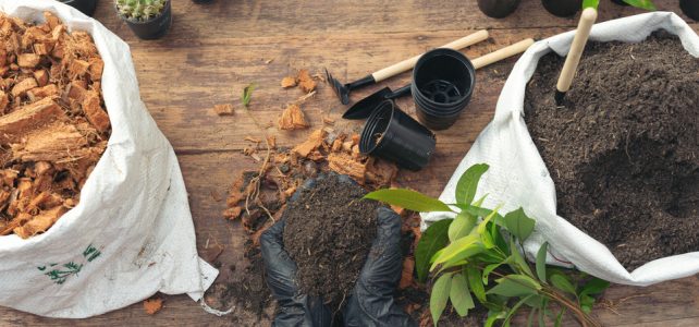 Sadzenie roślin – jak wykonać to poprawnie?